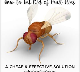 how to get rid of fruit flies, cleaning tips, how to, pest control