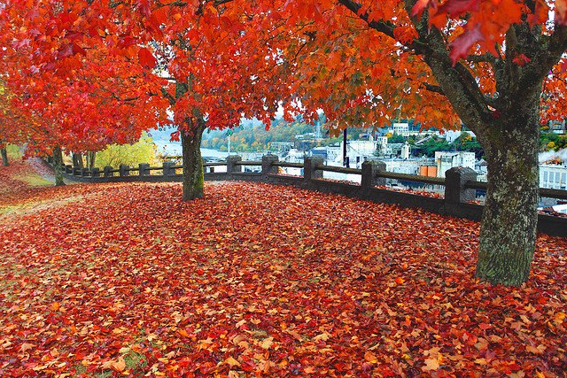 como criar uma decorao aconchegante neste outono e inverno, Ian Sane Flickr