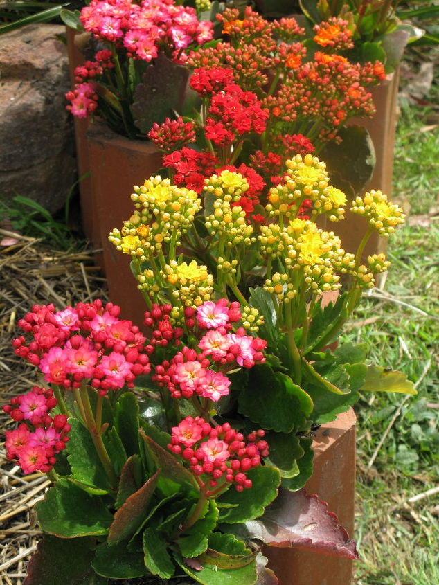 some recent garden photos taken in spring in our back garden, flowers, gardening