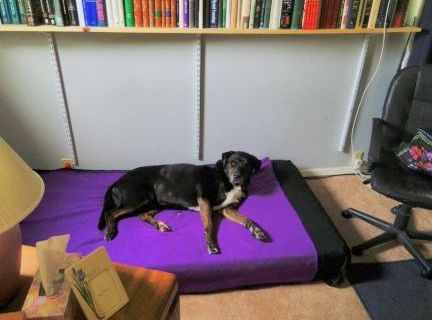bear s big dog bed, pets animals, repurposing upcycling, Bear s Big Dog Bed