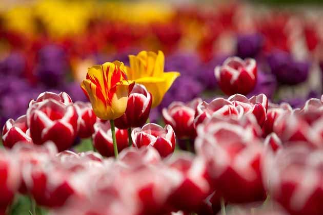 bulbos de otoo para flores de principios de primavera
