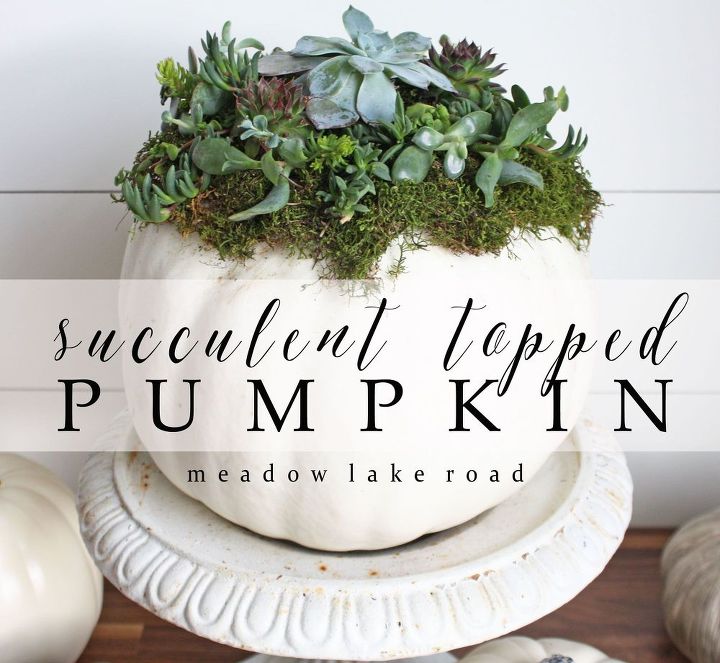 succulent topped pumpkin, crafts, seasonal holiday decor, succulents