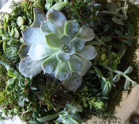 succulent topped pumpkin, crafts, seasonal holiday decor, succulents