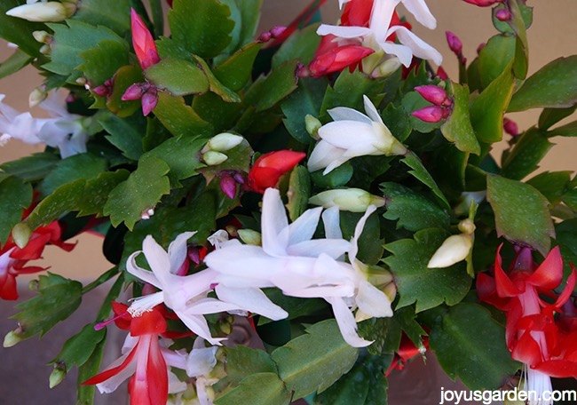 how to get your christmas cactus to flower again, flowers, gardening