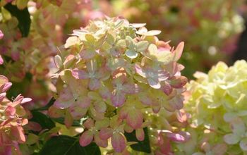 How to Dry and Use Hydrangeas