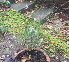 q what is this plant, gardening