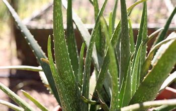 Aloe Vera Plant Care and Uses