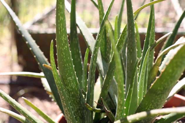 aloe vera plant care and uses, gardening, homesteading