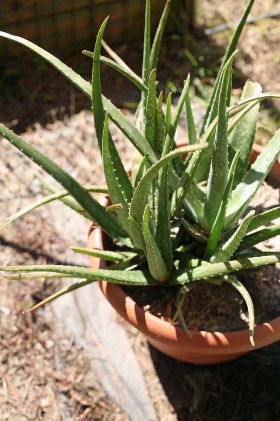 aloe vera plant care and uses, gardening, homesteading