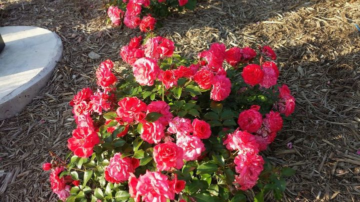 q please help me identify this rose bush, flowers, gardening, plant id