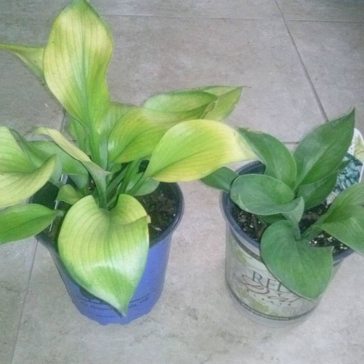 hostas in oklahoma, sum and substance blue container and Blue umbrellas