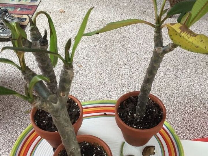 q pathetic and pitiful plumeria, gardening, plant care, 3 plumeria put them in front of window today to get some sun