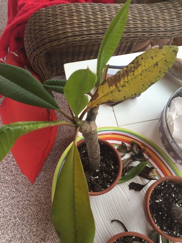 pathetic and pitiful plumeria, Yellow leaves with brown spots