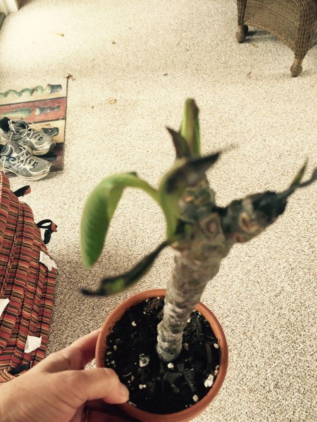 pathetic and pitiful plumeria, Leaves are shriveling and fall off