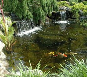Jardines acuáticos Aquascape: El atractivo de los estanques koi