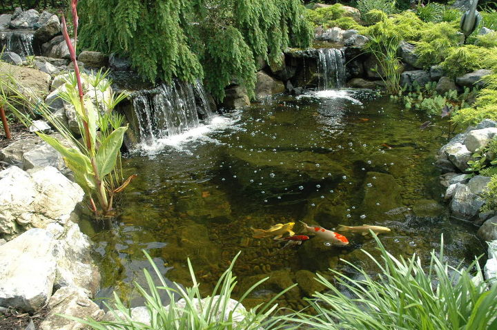 aquascape water gardens a atrao de koi ponds, Peixes de lagoa