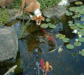 aquascape water gardens the appeal of koi ponds, landscape, ponds water features, Good Pond Design