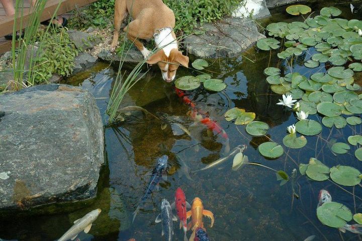 aquascape water gardens a atrao de koi ponds, Bom projeto da lagoa