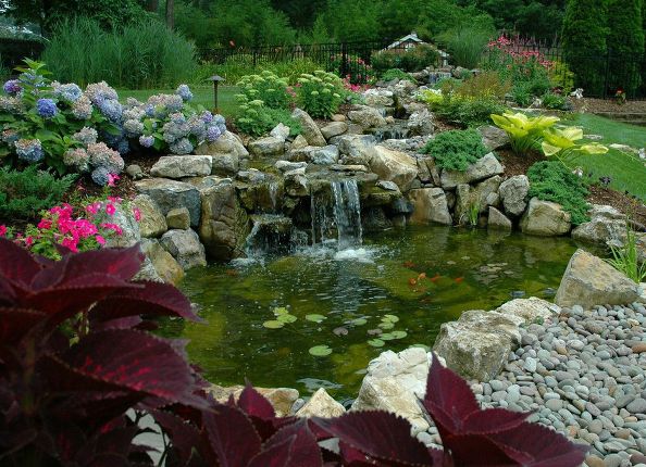 aquascape water gardens a atrao de koi ponds, Koi de Lagoa til