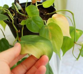How To Have Lush, Healthy Houseplants With Less Watering