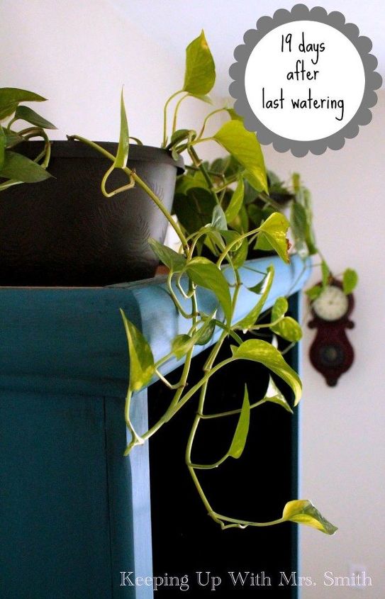 how to have lush healthy houseplants with less watering, gardening, home decor