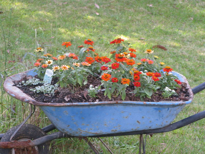 more spring photos of my garden, container gardening, gardening, repurposing upcycling