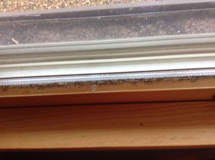 how do i remove mold from window sashes and frames, Same here different room