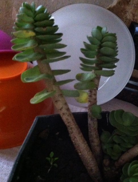q what kind of plant, gardening, plant care