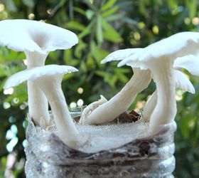 yum grow mushrooms in coffee grounds, gardening, go green