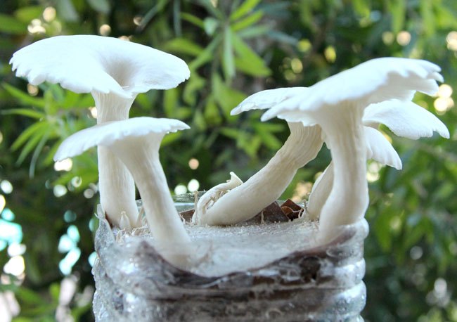 yum cultive cogumelos na terra do caf
