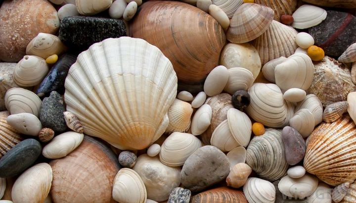diy pebble and shell mosaic, Shell and Pebble assortment