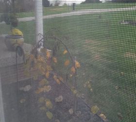 how do i prune a weeping redbud, It was cold out so I hope you can see through the window at what I am asking about