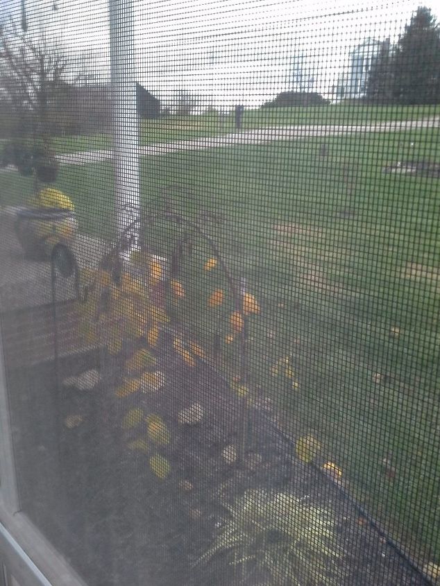 how do i prune a weeping redbud, It was cold out so I hope you can see through the window at what I am asking about