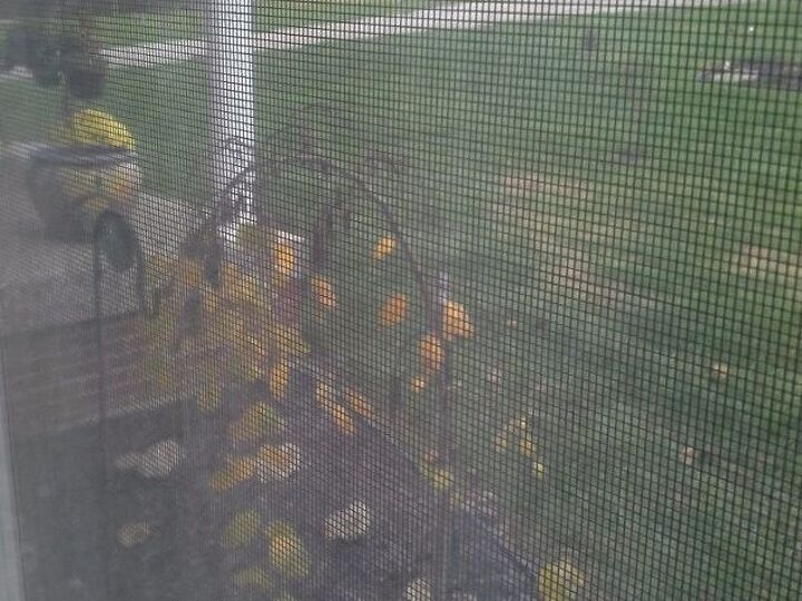 q how do i prune a weeping redbud, gardening, plant care, It was cold out so I hope you can see through the window at what I am asking about