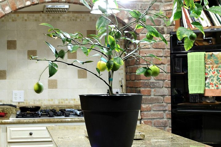 Repotting My Dwarf Meyer Lemon Tree Hometalk Repotting My Dwarf Meyer Lemon Tree Container Gardening How To