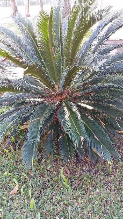 q sago palm dilemma, gardening, plant care, Most look like this