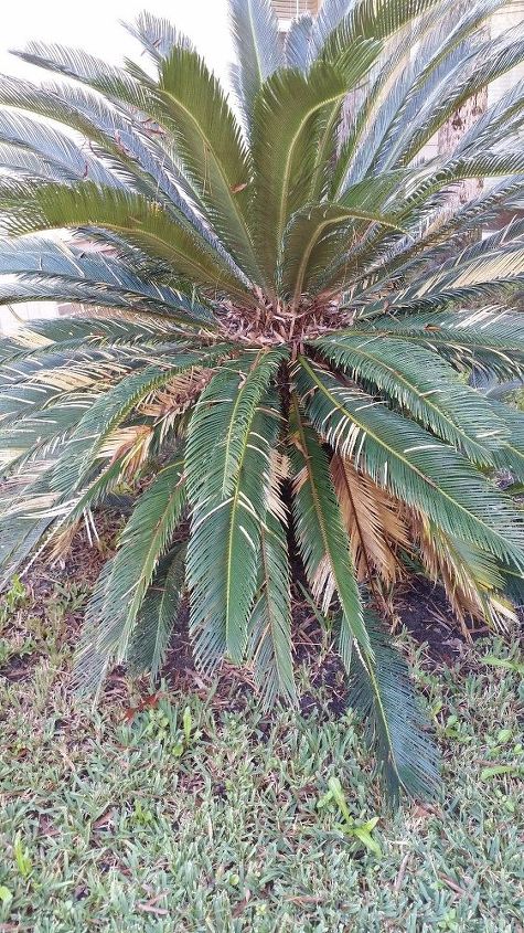 q sago palm dilemma, gardening, plant care, What to do