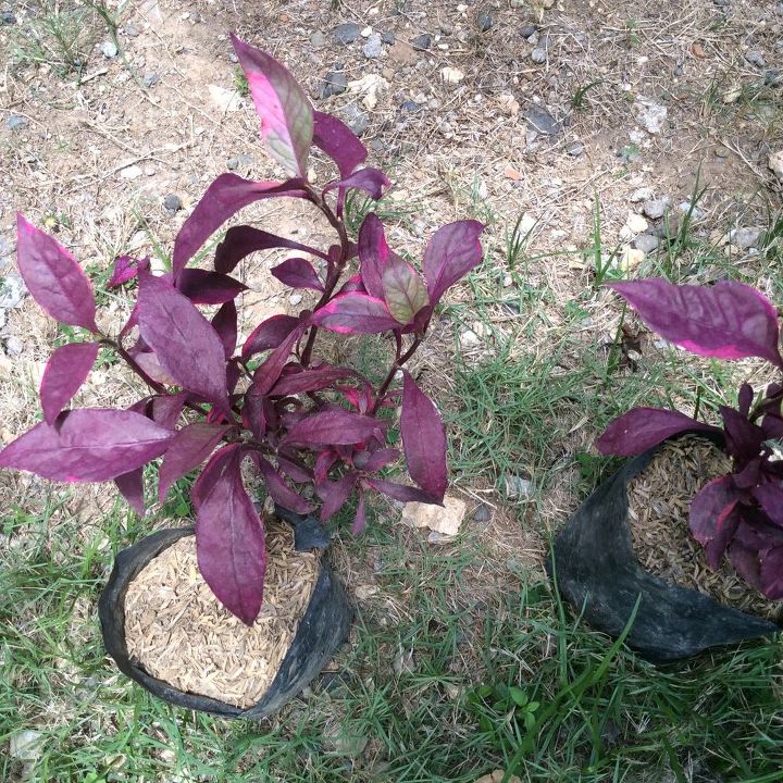 q name that plant please, gardening, plant id, Does it need shade what s is it