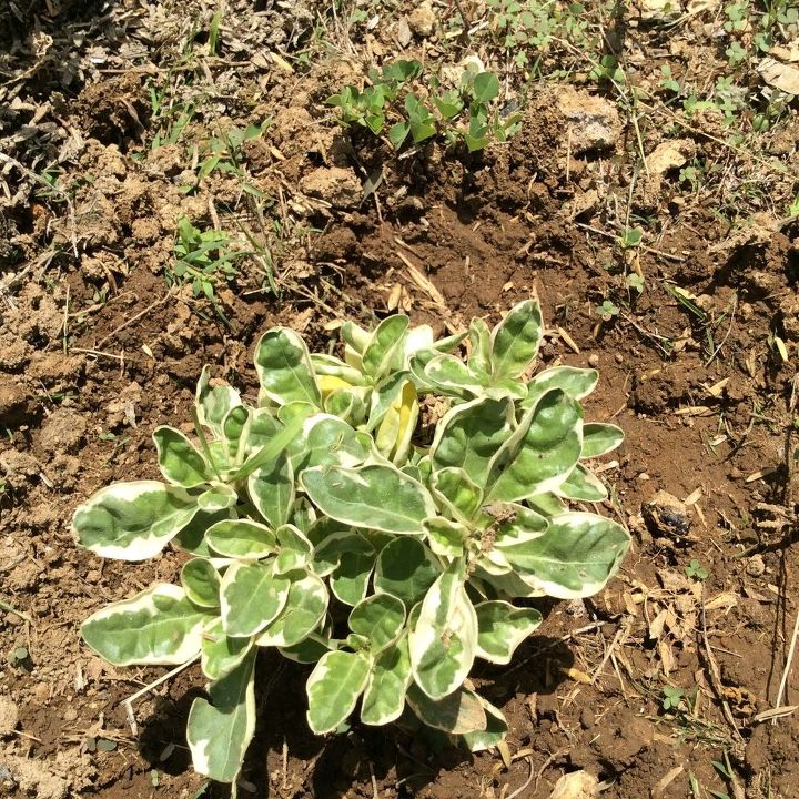 q name that plant please, gardening, plant id, What is it