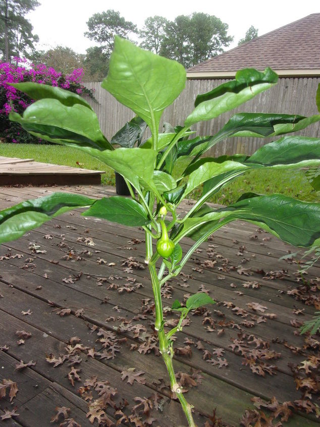 q mystery plant, gardening, plant id, Mystery plant produces black berries white flowers