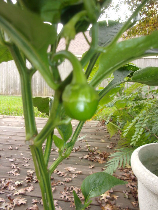 q mystery plant, gardening, plant id, and now this little green bulb