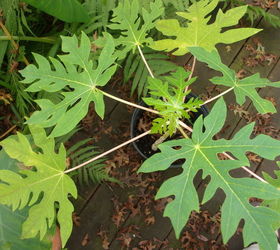q mystery plant, gardening, plant id, From papaya seed Was a mystery plant for a long time I finally found a photo of a papaya and recognized the leaves