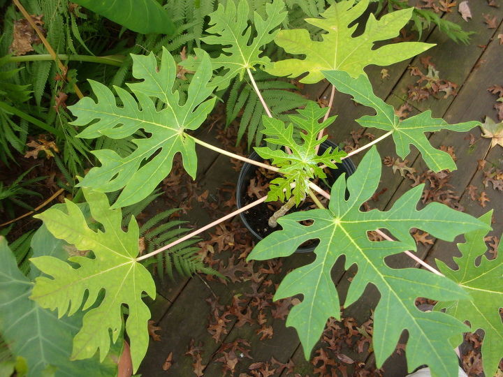 q mystery plant, gardening, plant id, From papaya seed Was a mystery plant for a long time I finally found a photo of a papaya and recognized the leaves