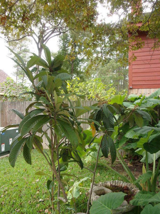 q mystery plant, gardening, plant id, Two kumquats still in pots I thought they were apricots for years Both trees produced delicious kumquats in April and are now budding again