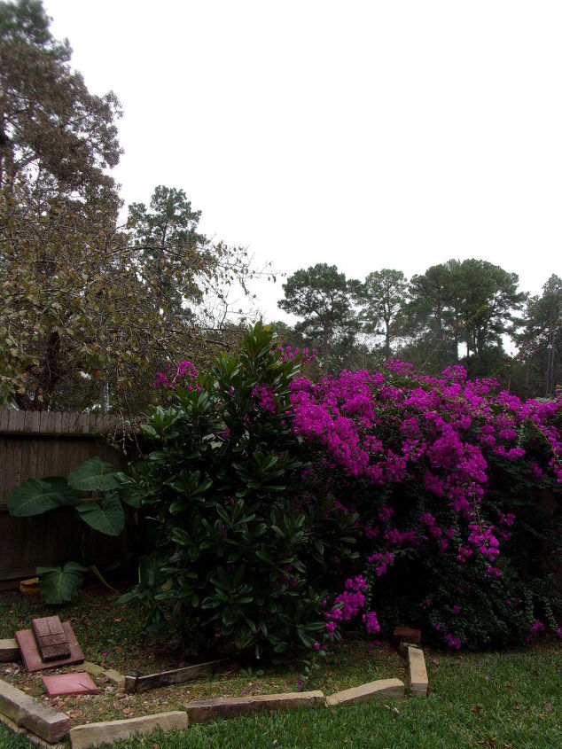 q mystery plant, gardening, plant id, Two magnolias from seeds I found under a tree Roots were too entangled to separate by the time I moved them to a larger pot It zoomed up after I put it in the ground a year or so ago