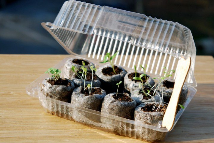 diy mini greenhouse ideas, container gardening, diy, flowers, gardening, homesteading