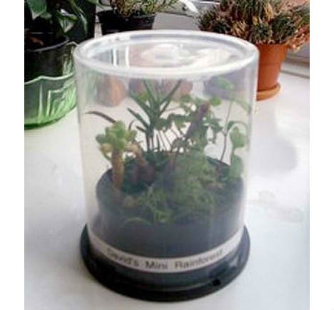 diy mini greenhouse ideas, container gardening, diy, flowers, gardening, homesteading