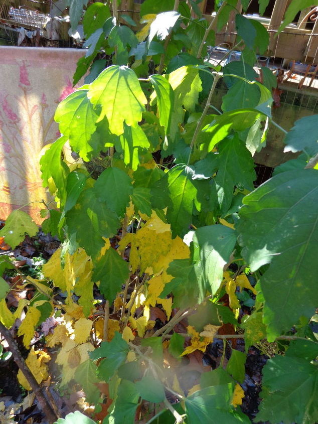 identificacin de la planta el nombre de esta planta, Identificaci n de la planta