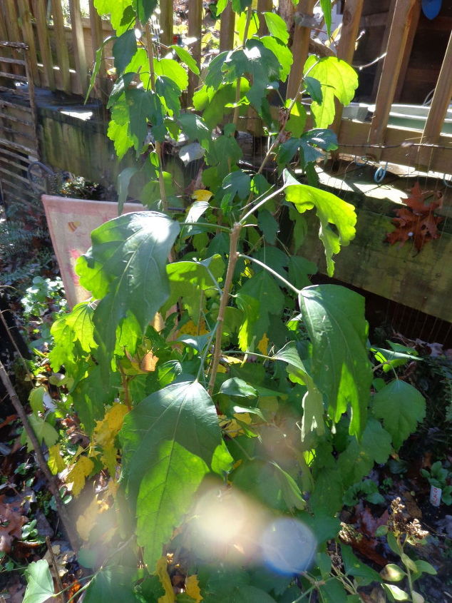 identificacin de la planta el nombre de esta planta, Nombra esta planta