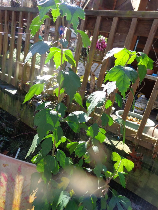 identificacin de la planta el nombre de esta planta, Muy alta tal vez 4 5 pies de altura